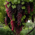 Semillas de Uva Gigante: Uvas Grandes, Sin Semillas y de Piel Delgada 🍇🌿