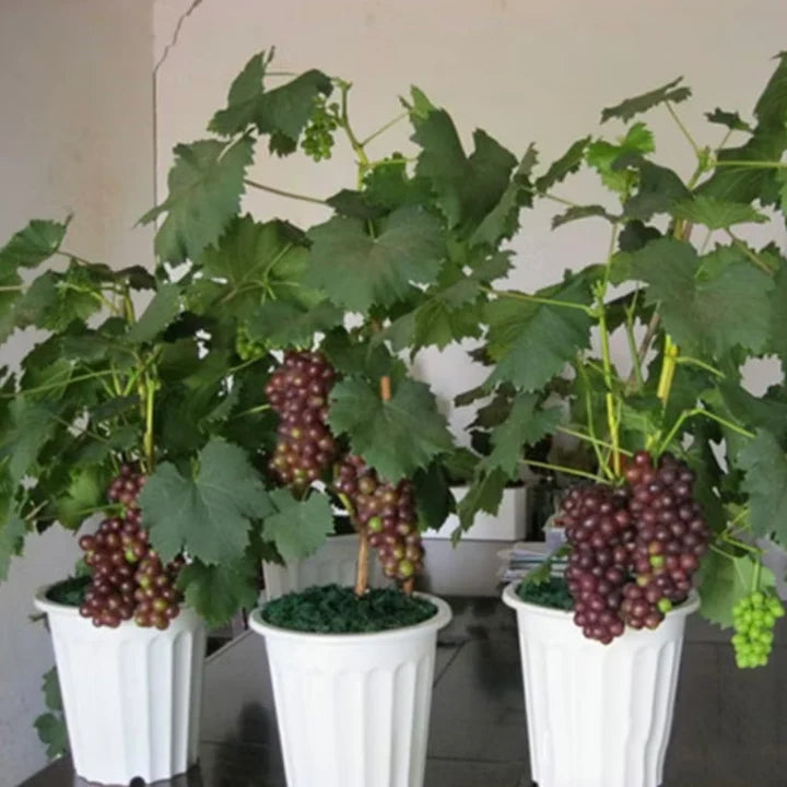 Semillas de Uva Gigante: Uvas Grandes, Sin Semillas y de Piel Delgada 🍇🌿