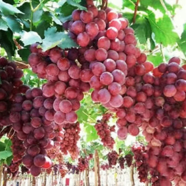 Semillas de Uva Gigante: Uvas Grandes, Sin Semillas y de Piel Delgada 🍇🌿