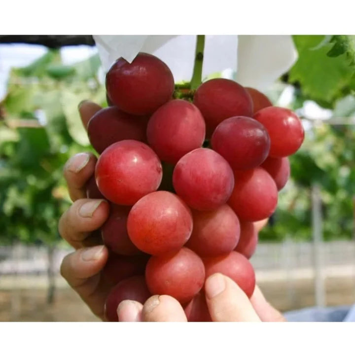 Semillas de Uva Gigante: Uvas Grandes, Sin Semillas y de Piel Delgada 🍇🌿
