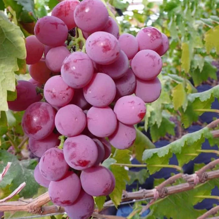 Semillas de Uva Gigante: Uvas Grandes, Sin Semillas y de Piel Delgada 🍇🌿