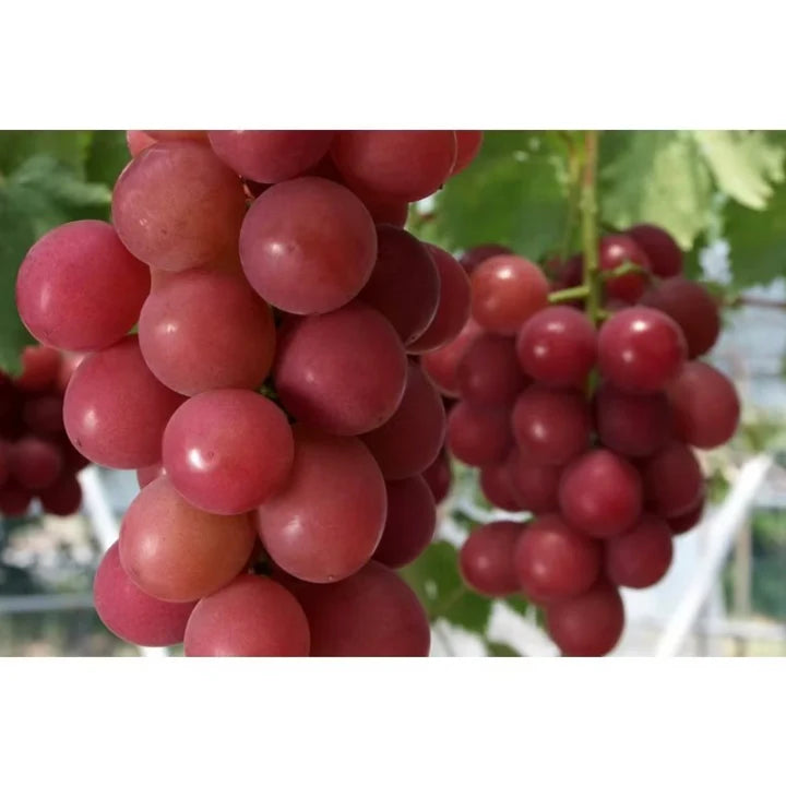 Semillas de Uva Gigante: Uvas Grandes, Sin Semillas y de Piel Delgada 🍇🌿