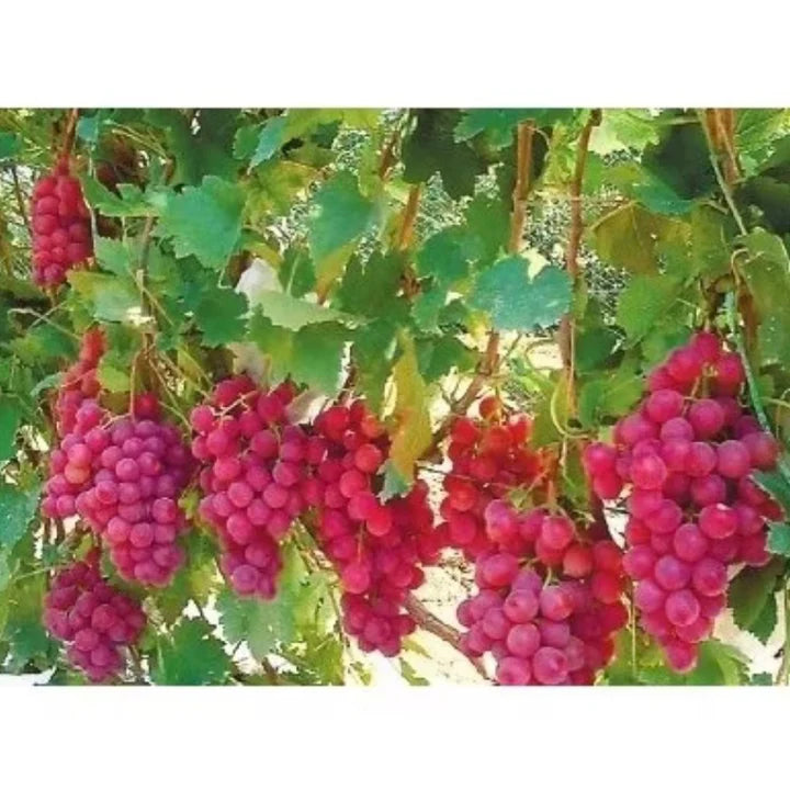Semillas de Uva Gigante: Uvas Grandes, Sin Semillas y de Piel Delgada 🍇🌿