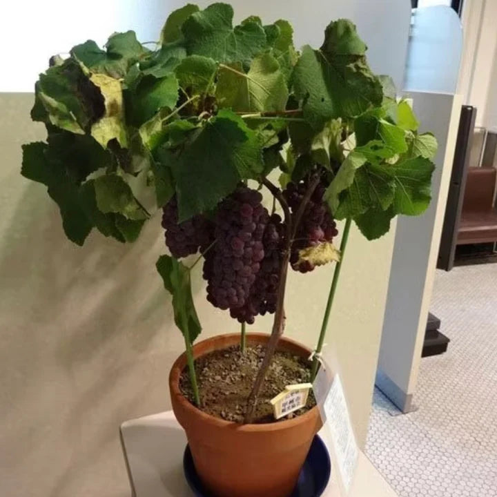 Semillas de Uva Gigante: Uvas Grandes, Sin Semillas y de Piel Delgada 🍇🌿