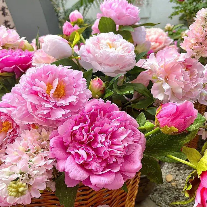 Luxury Peony Seeds