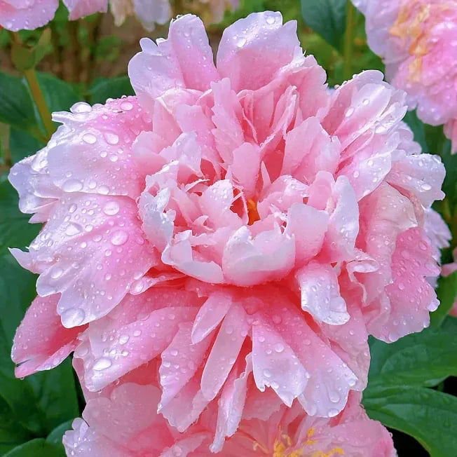Luxury Peony Seeds
