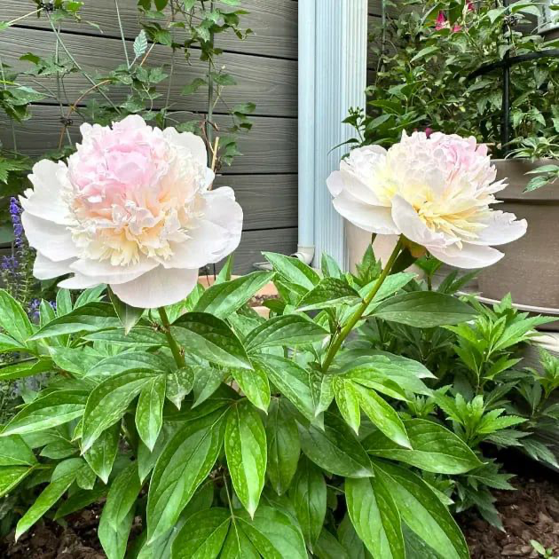 Luxury Peony Seeds