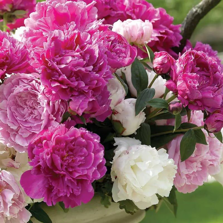Luxury Peony Seeds