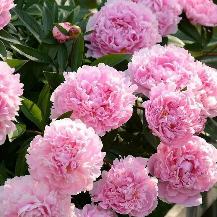 Luxury Peony Seeds