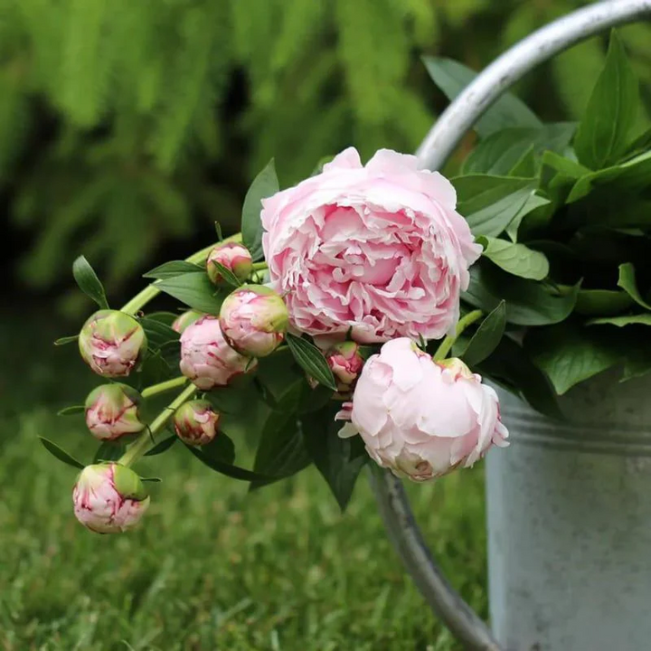 Luxury Peony Seeds