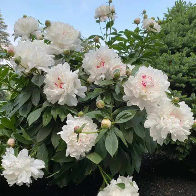 Luxury Peony Seeds