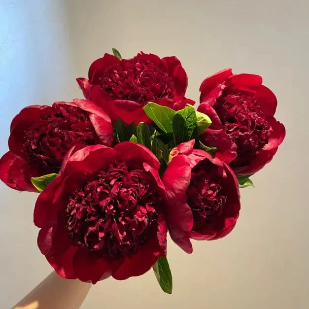 Luxury Peony Seeds