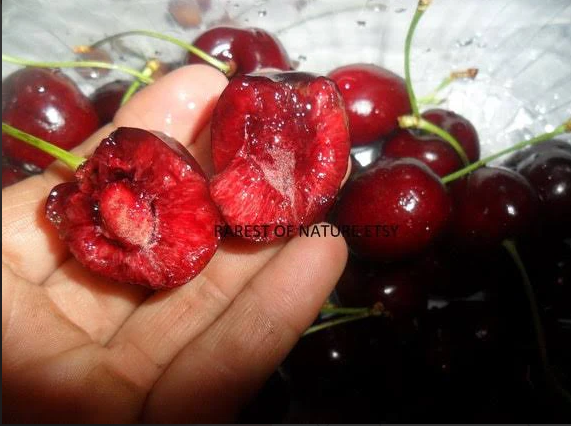 Dwarf North Star Cherry Tree – Tart, Compact Cherry Tree for Small Gardens 🍒🌳