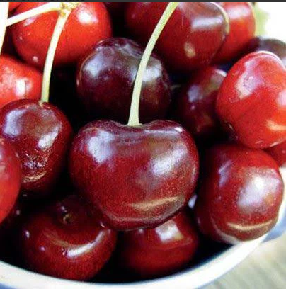 Dwarf North Star Cherry Tree – Tart, Compact Cherry Tree for Small Gardens 🍒🌳