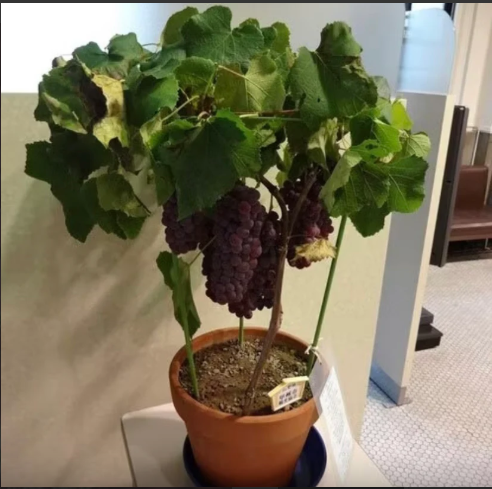 Giant Grape Tree Seeds: Thin-Skinned, Large, and Seedless 🍇🌿