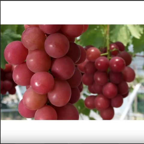 Giant Grape Tree Seeds: Thin-Skinned, Large, and Seedless 🍇🌿